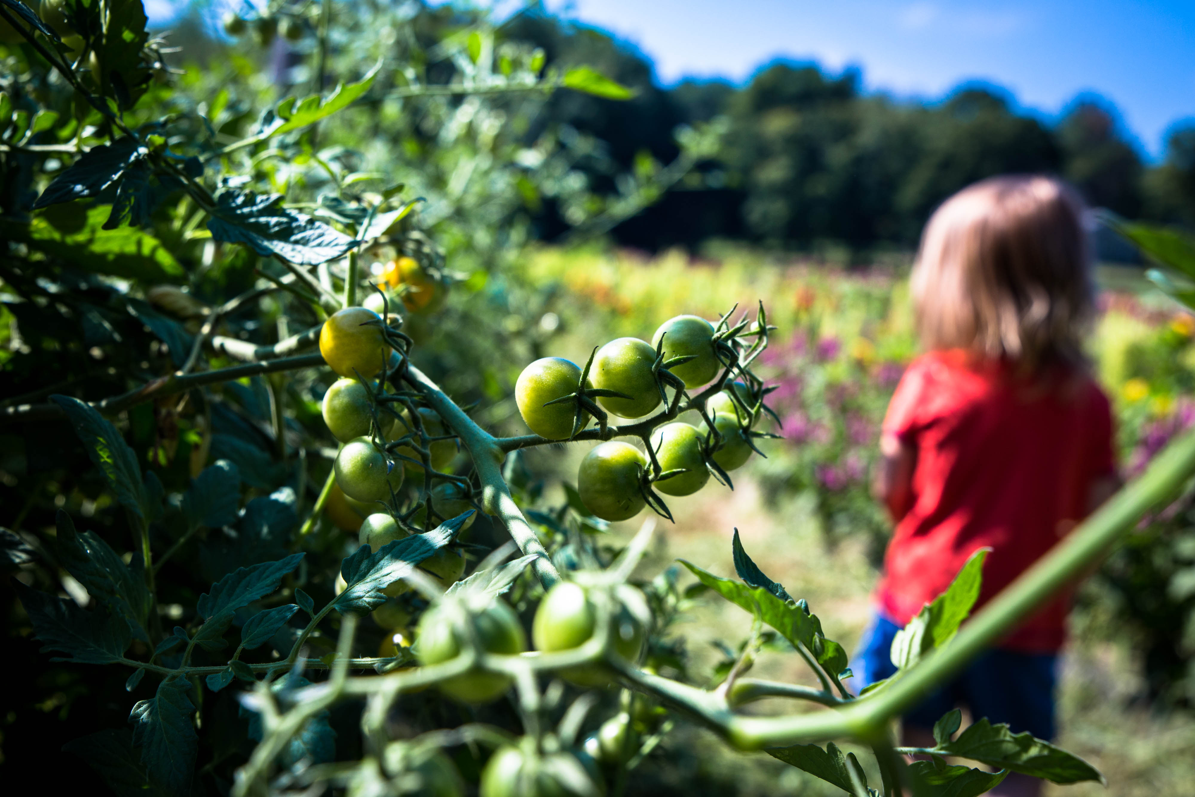 pyo cherry tomatoes