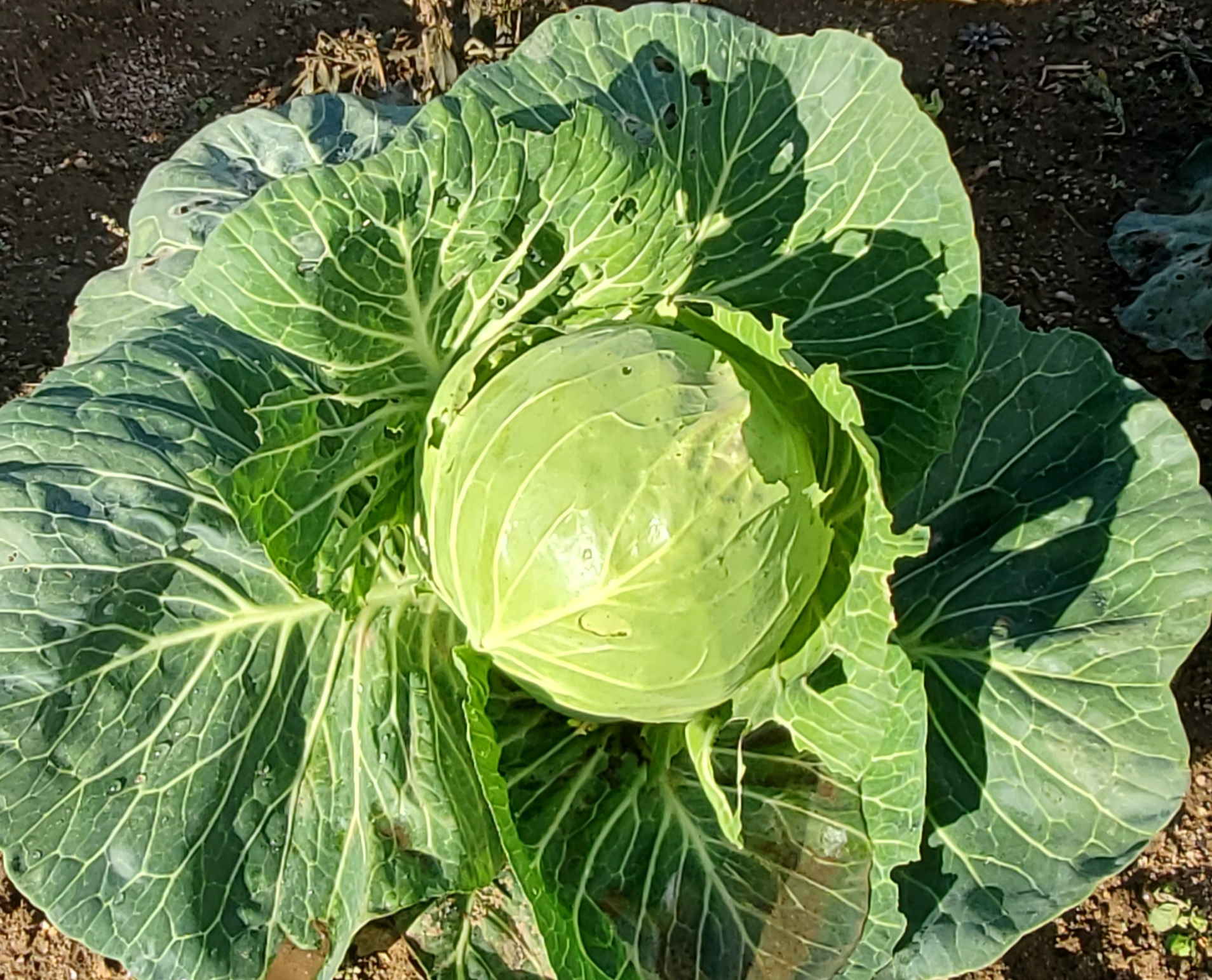 Cabbage in early nov 2020