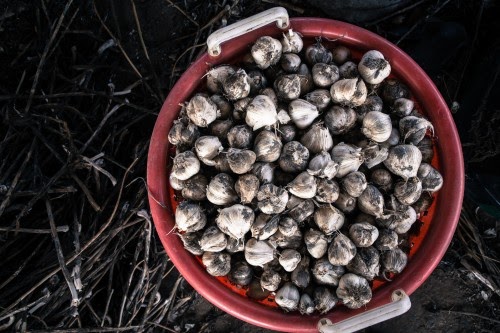 garlic basket by Jenny Graham