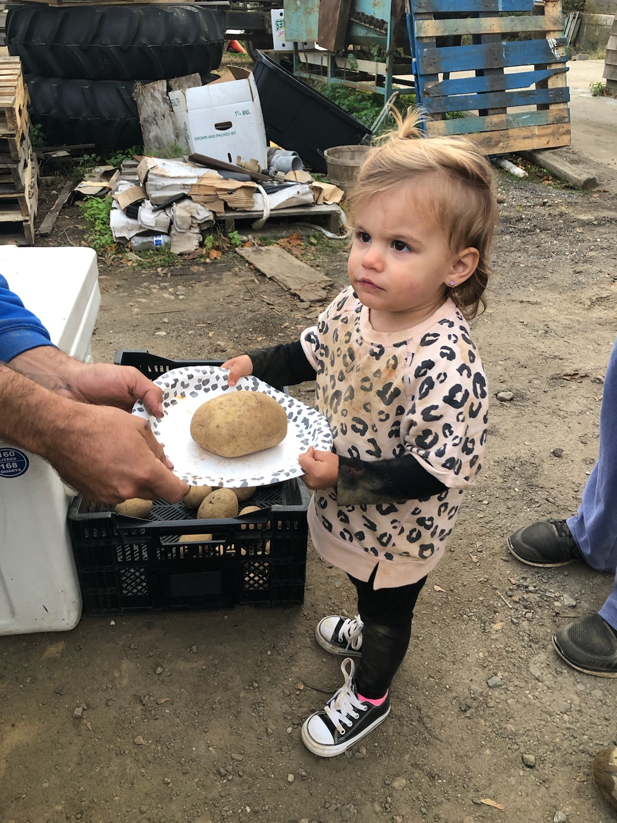 Daisy potato inspection