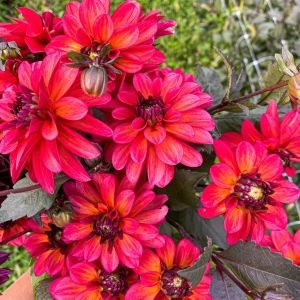 Pisarcik Flower Farm Groovy Dahlia Tubers